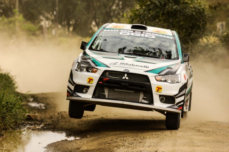 araucaria-brasileiro