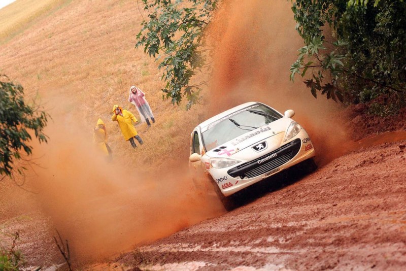 araucaria-cavaletti1